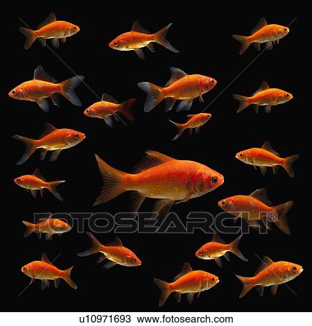 Goldfish View Large Photo Image Stock Image - Goldfish. Fotosearch