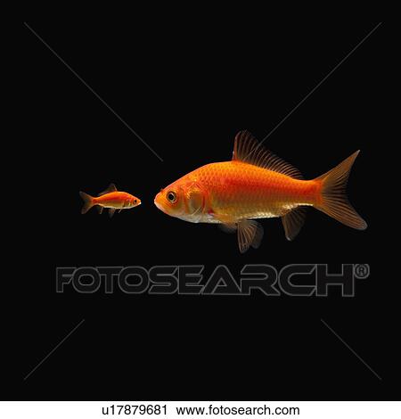 Stock Image - Goldfish. Fotosearch