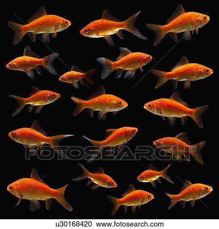 Stock Image - Goldfish. Fotosearch