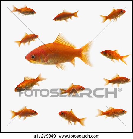 Stock Photo - Goldfish. Fotosearch