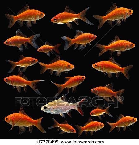 Goldfish View Large Photo Image Stock Photo - Goldfish. Fotosearch