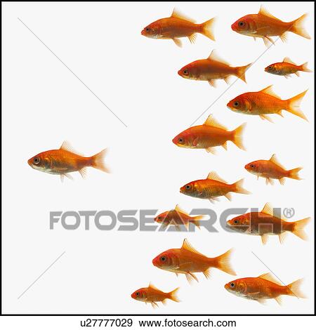 Stock Photo - Goldfish. Fotosearch