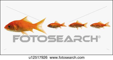 Stock Photograph - Goldfish. Fotosearch