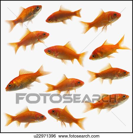 Stock Photograph - Goldfish. Fotosearch