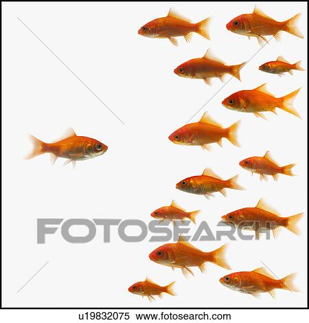 Stock Photography - Goldfish. Fotosearch