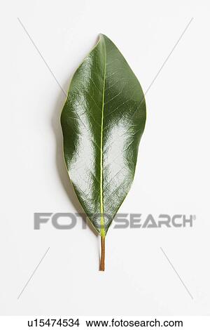 Picture - Green magnolia leaf. Fotosearch