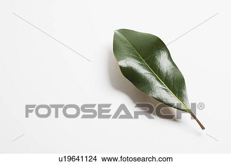 Green magnolia leaf View Large Photo Image Picture - Green magnolia leaf. Fotosearch