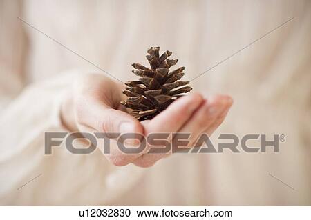 Stock Image - Hand holding pinecone. Fotosearch