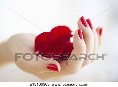 Stock Image - Hand holding red rose petals. Fotosearch
