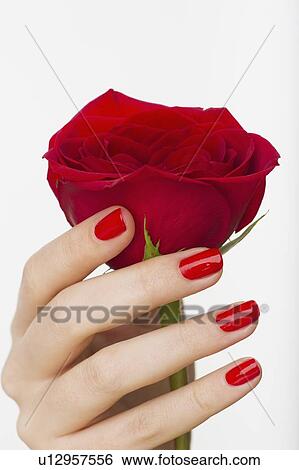 Hand holding red rose View Large Photo Image Stock Photograph - Hand holding red rose. Fotosearch