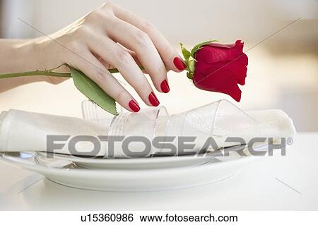 Hand putting a red rose on a place setting View Large Photo Image Stock Photograph - Hand putting a red rose on a place setting. Fotosearch