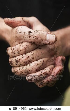Stock Image - Hands covered in soil. Fotosearch