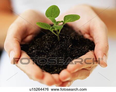 Hands holding sapling View Large Photo Image Stock Photograph - Hands holding sapling. Fotosearch