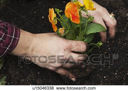 Stock Photo - Hands planting pansies. Fotosearch