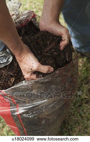 Stock Photo - Hands taking garden soil out of bag. Fotosearch