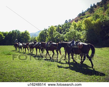 Picture - Horses walking in a line. Fotosearch
