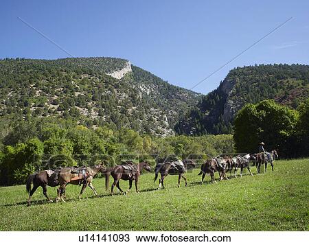 Stock Image - Horses walking in field. Fotosearch