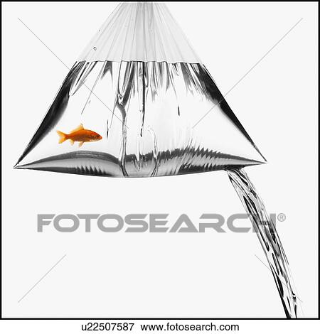 Stock Photo - Leaky bag with a goldfish in it. Fotosearch