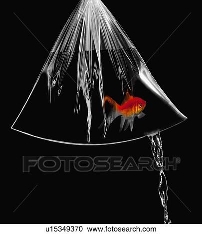 Stock Image - Leaky bag with goldfish in it. Fotosearch