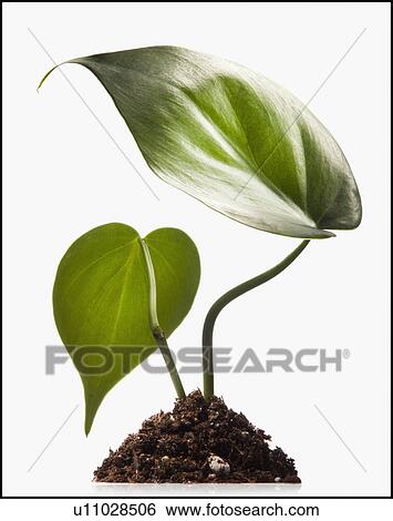 Stock Photograph - Leaves growing out of a pile of soil. Fotosearch