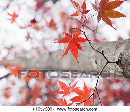 Stock Photo - Maple tree in autumn. Fotosearch