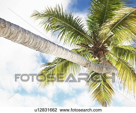 Stock Image - Palm tree. Fotosearch