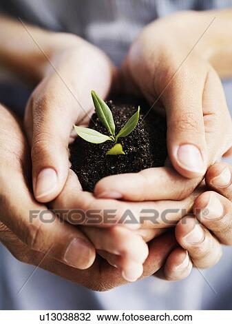 Stock Image - Sapling in hands. Fotosearch
