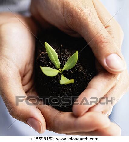 Stock Image - Sapling in hands. Fotosearch