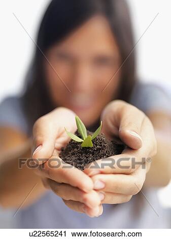 Stock Image - Sapling in hands. Fotosearch