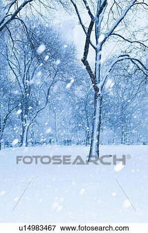Stock Photo - Snow falling on trees. Fotosearch