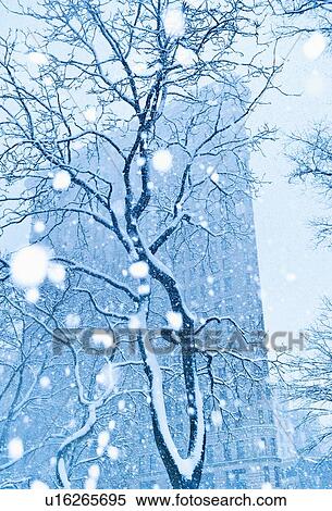 Stock Photography - Snowy tree in urban setting. Fotosearch