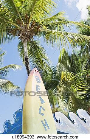Stock Image - Surfboard and palm trees. Fotosearch