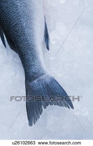 Stock Image - Tail of branzini fish on ice. Fotosearch