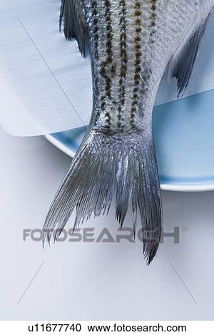 Stock Image - Tail of striped bass fish on plate. Fotosearch