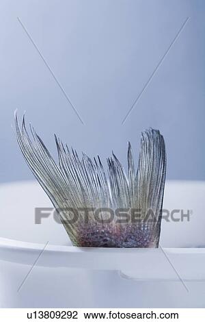 Tail of striped bass fish View Large Photo Image Stock Image - Tail of striped bass fish. Fotosearch