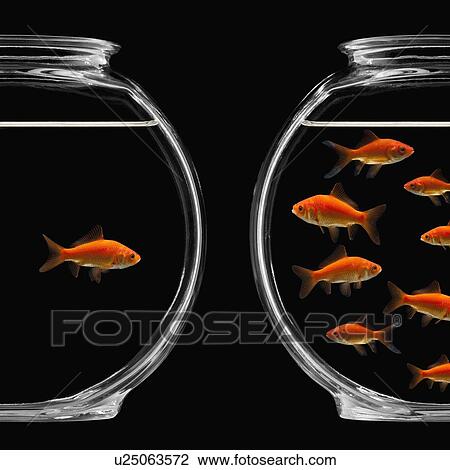 Two bowls of goldfish View Large Photo Image Stock Image - Two bowls of goldfish. Fotosearch