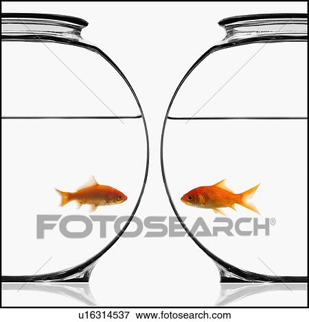 Stock Photo - Two bowls of goldfish. Fotosearch
