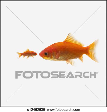 Two goldfish View Large Photo Image Stock Photograph - Two goldfish. Fotosearch