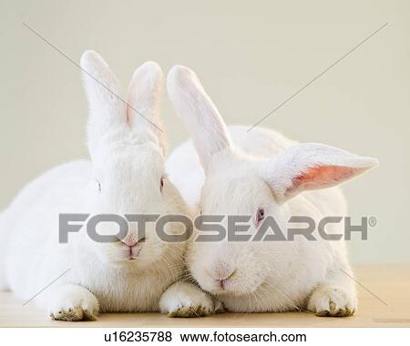 Two white rabbits View Large Photo Image Stock Photo - Two white rabbits. Fotosearch