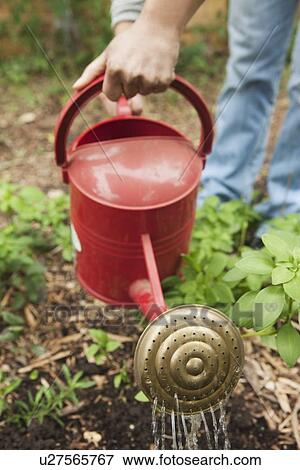 Stock Photo - Watering the garden. Fotosearch