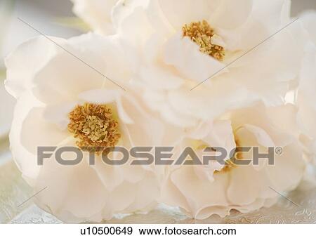 Stock Photo - White flowers. Fotosearch