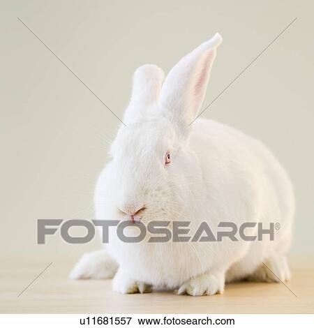 Stock Photo - White rabbit. Fotosearch
