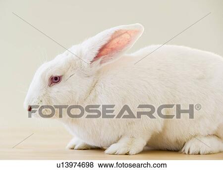 Stock Photo - White rabbit. Fotosearch