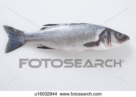 Picture - Whole branzini fish. Fotosearch