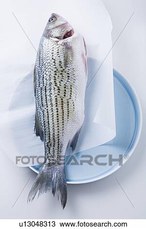 Stock Image - Whole striped bass fish on plate. Fotosearch