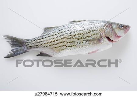 Stock Photography - Whole striped bass fish. Fotosearch
