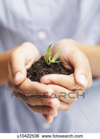 Woman holding sapling View Large Photo Image Stock Photograph - Woman holding sapling. Fotosearch