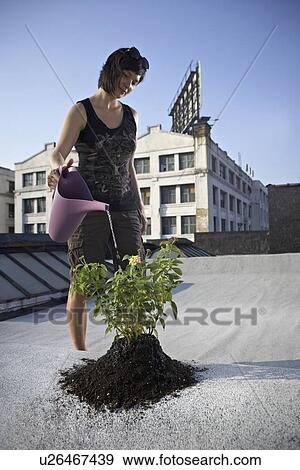 Stock Photo - Woman watering aspen sapling on rooftop. Fotosearch