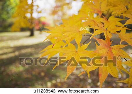Yellow Japanese Maple leaves View Large Photo Image Stock Image - Yellow Japanese Maple leaves. Fotosearch