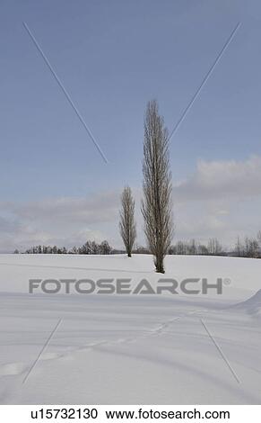 Animal track in snow, Hokkaido Prefecture, Japan View Large Photo Image Stock Image - Animal track in snow, Hokkaido Prefecture, Japan. Fotosearch